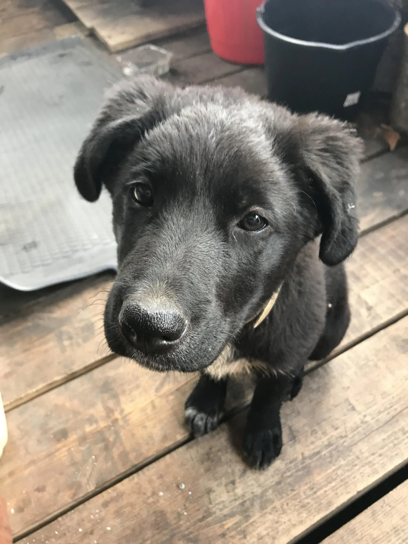 Гостевой дом Дом в Карелии