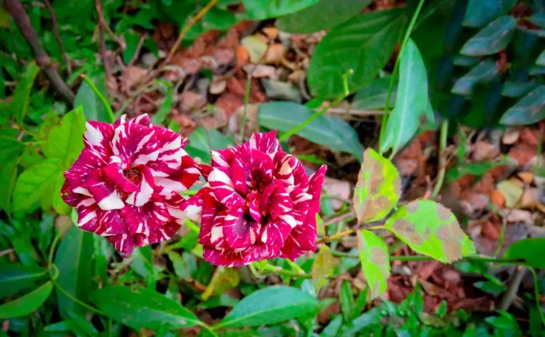 Отель Waasala Leisure