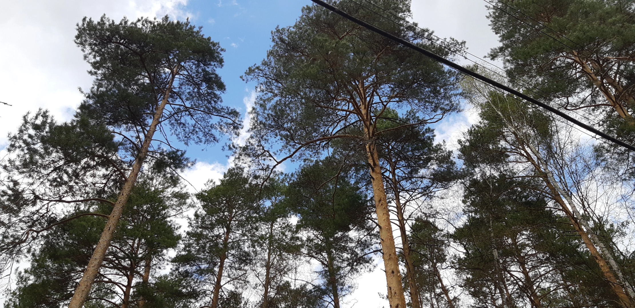 Lesnaya Skazka Apartments	