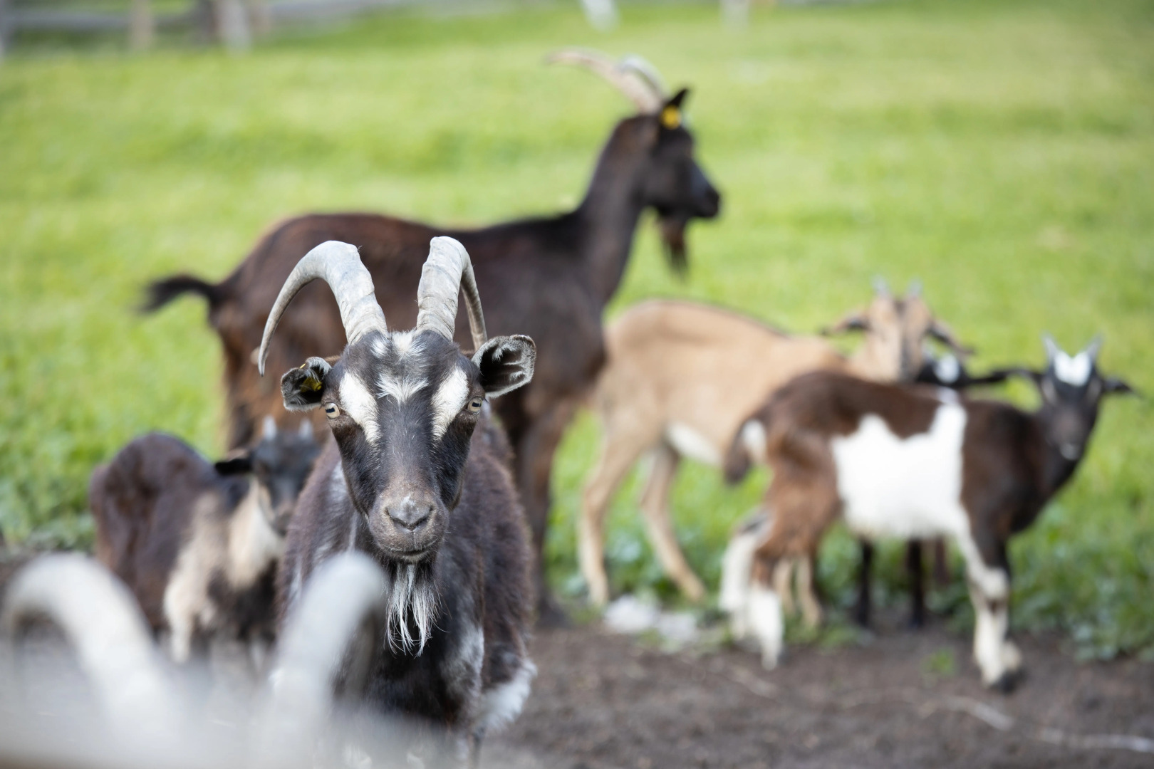 База отдыха Деревня Зюзино