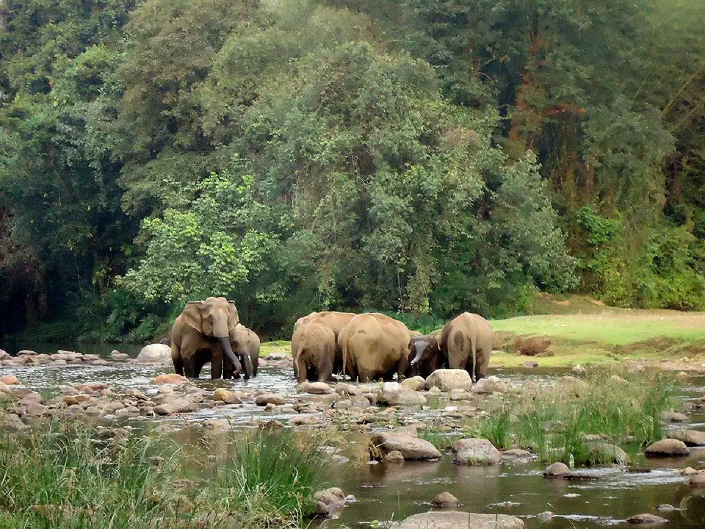Moon Hill Resort Munnar ( Nature Retreat )