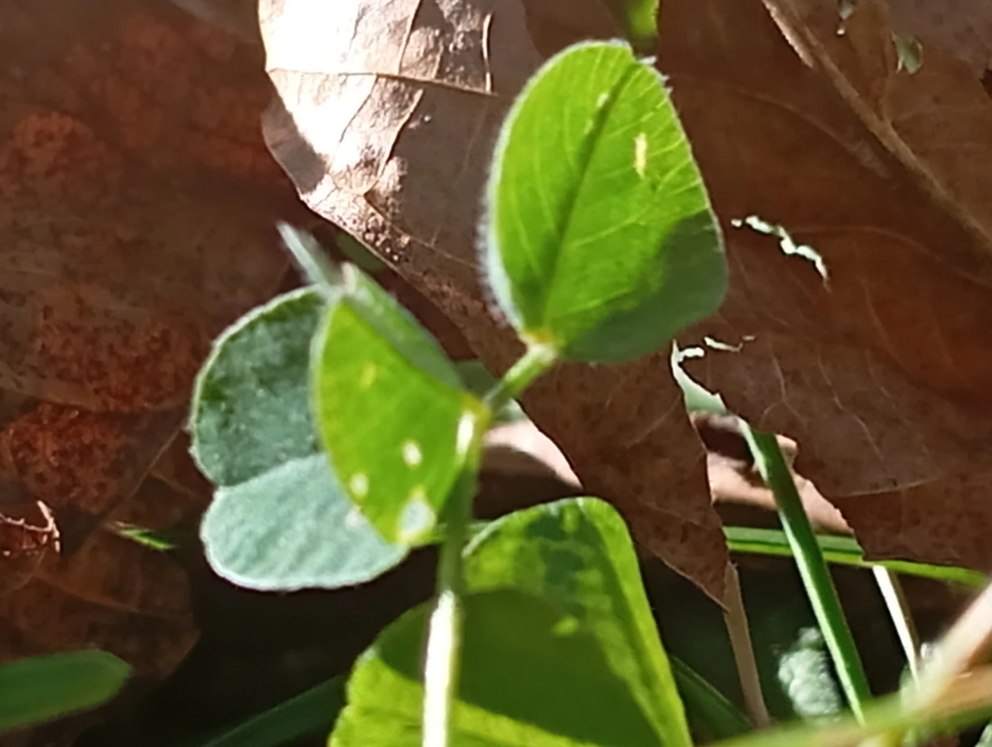 Кемпинг Three poplars by VL