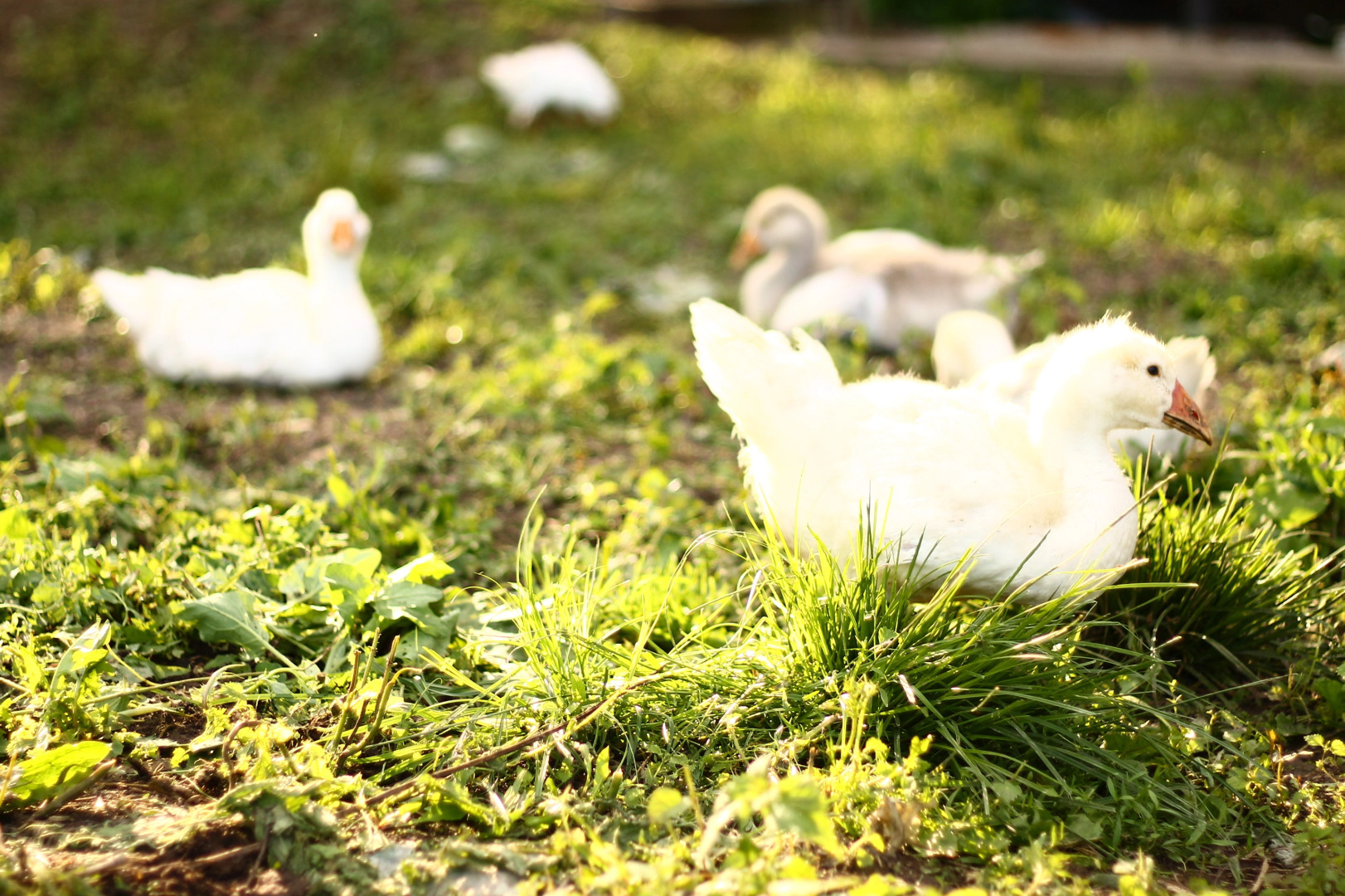 Гостевой Дом Агроусадьба NaraEcoHills