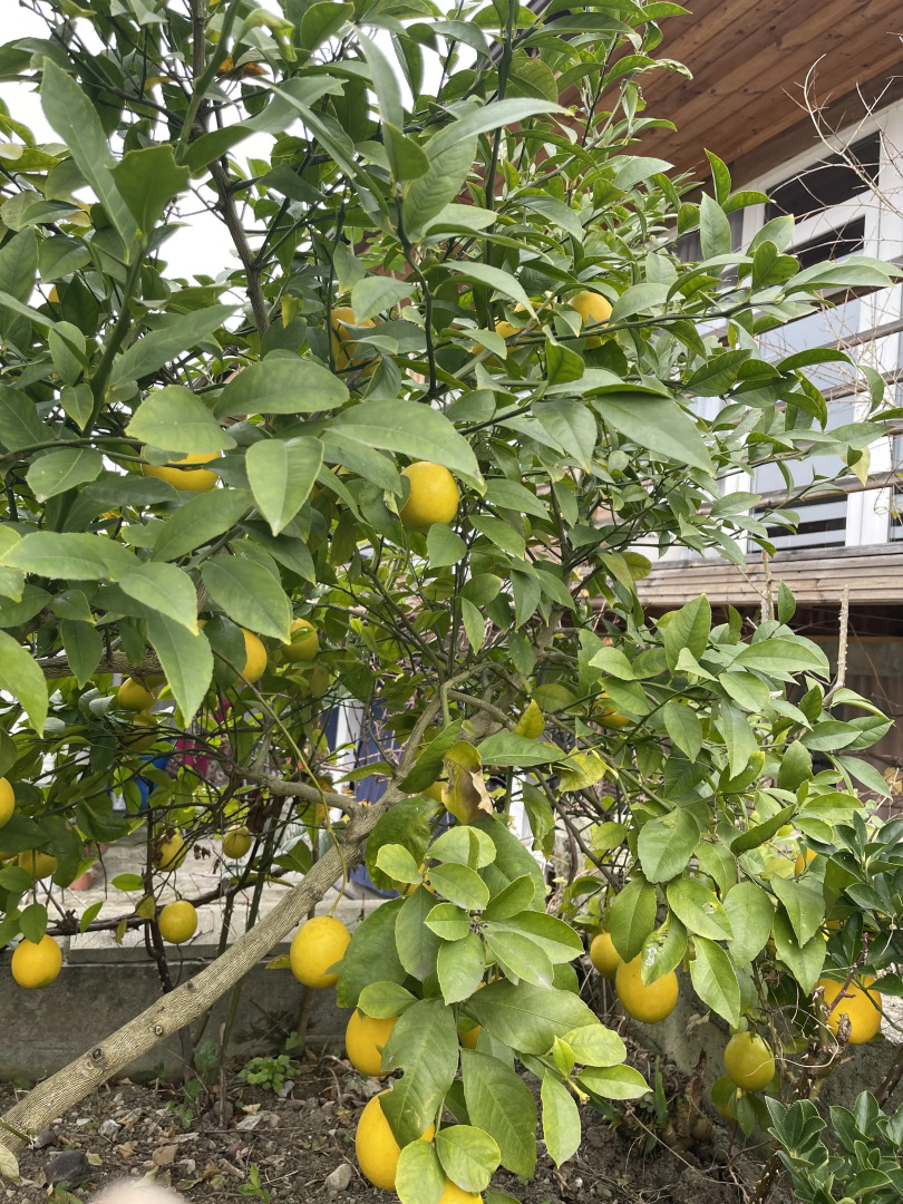 Гостевой Дом Леона