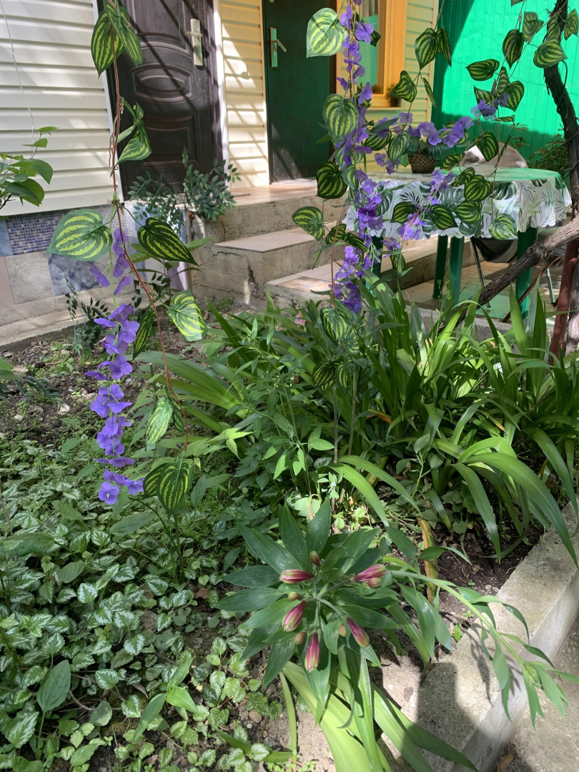 Гостевой дом Жемчужина у моря