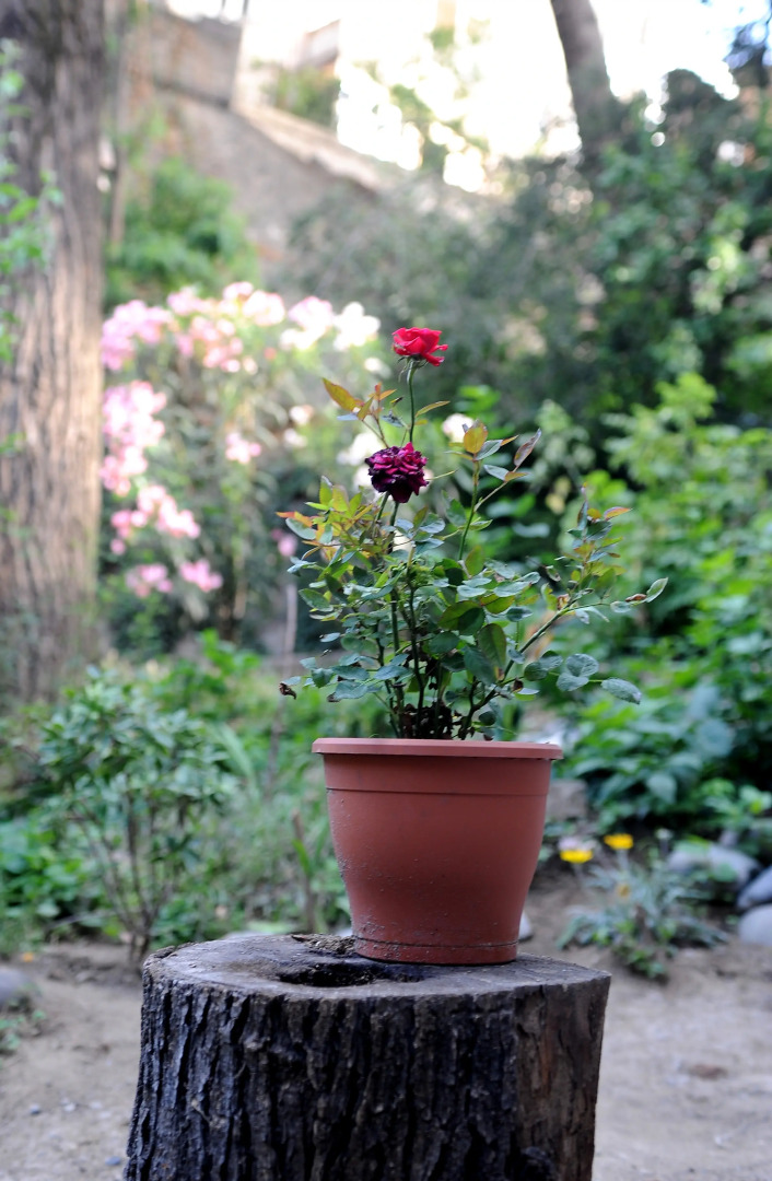 Апартаменты Old Vera