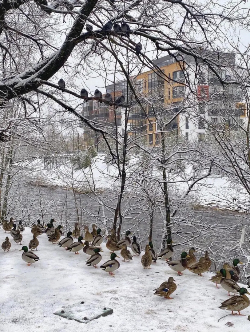 квартира премиум-класса в стиле "эко" с видом на парк и речку