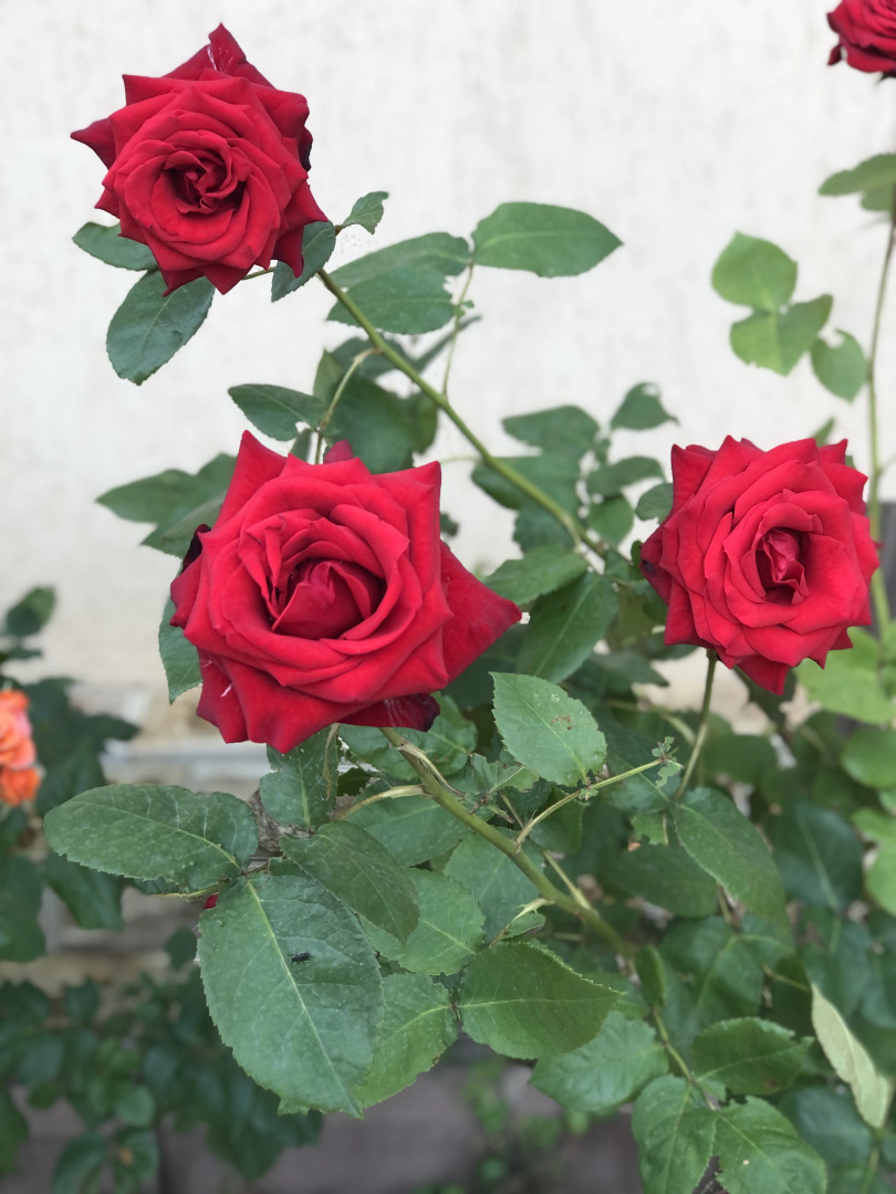 Гостевой дом Лазурный берег