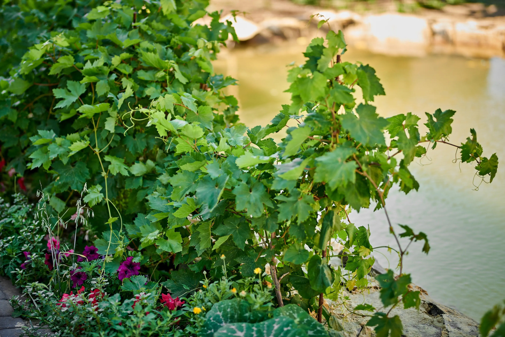 Гостевой дом Черепахи