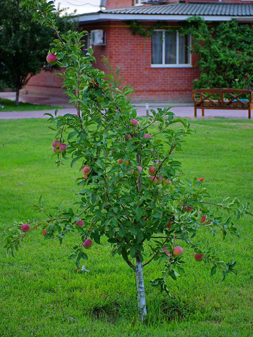 База отдыха Авалон
