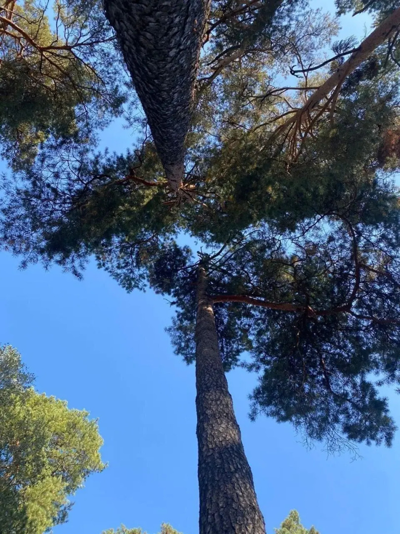 Частный дом Хвойный