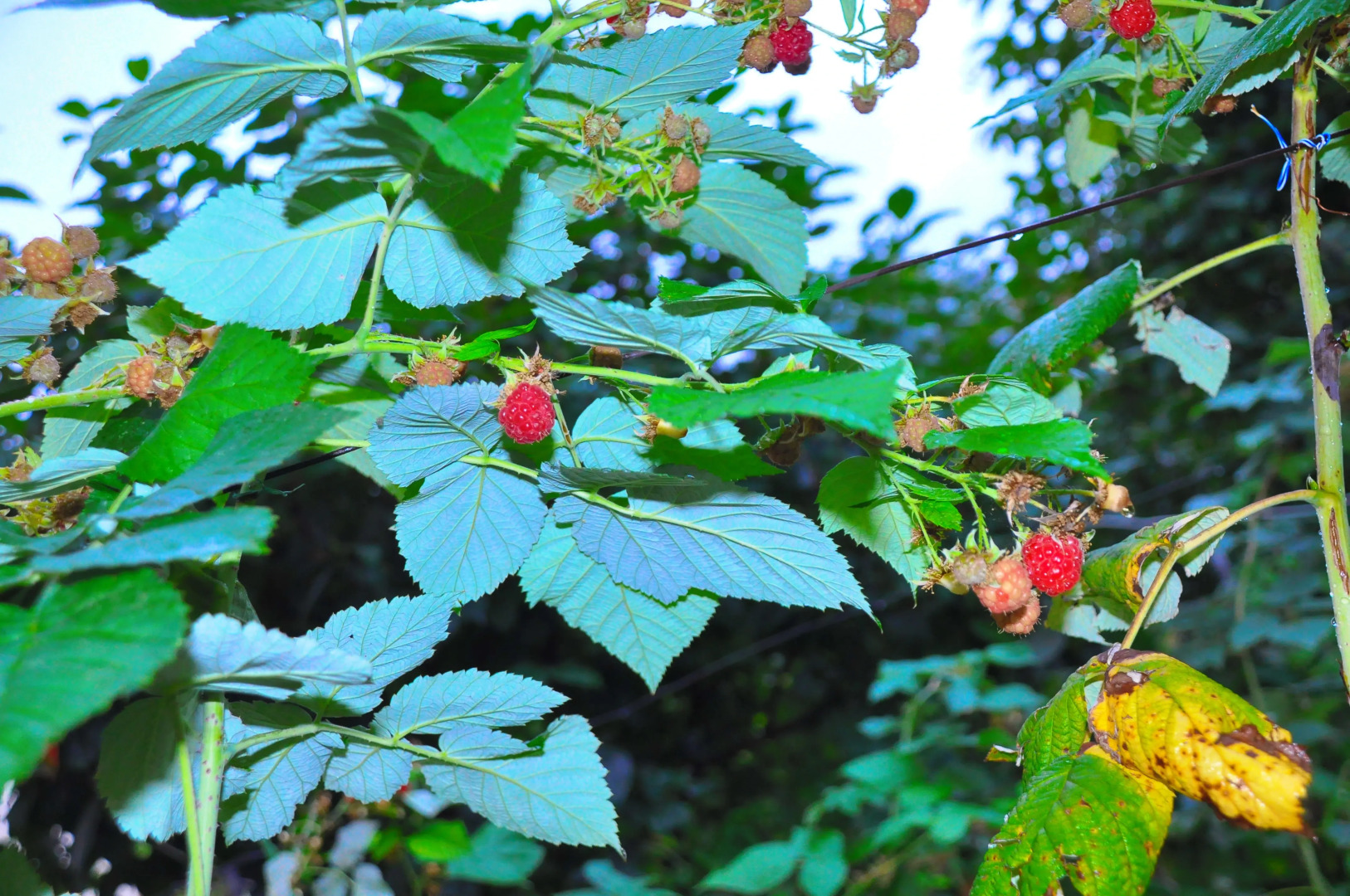 Гостевой дом Kamar