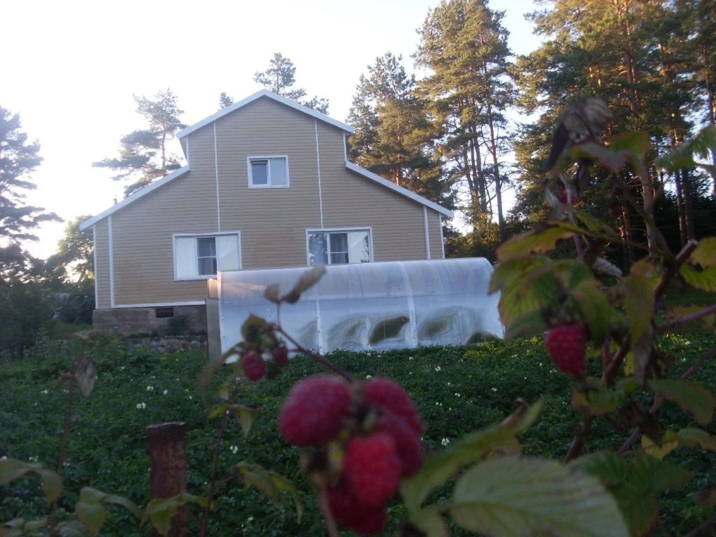 Дом у сосен