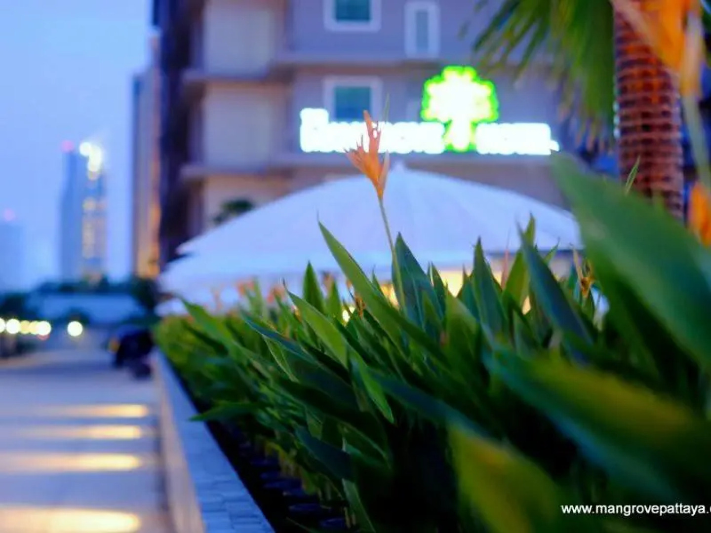 Отель The Mangrove