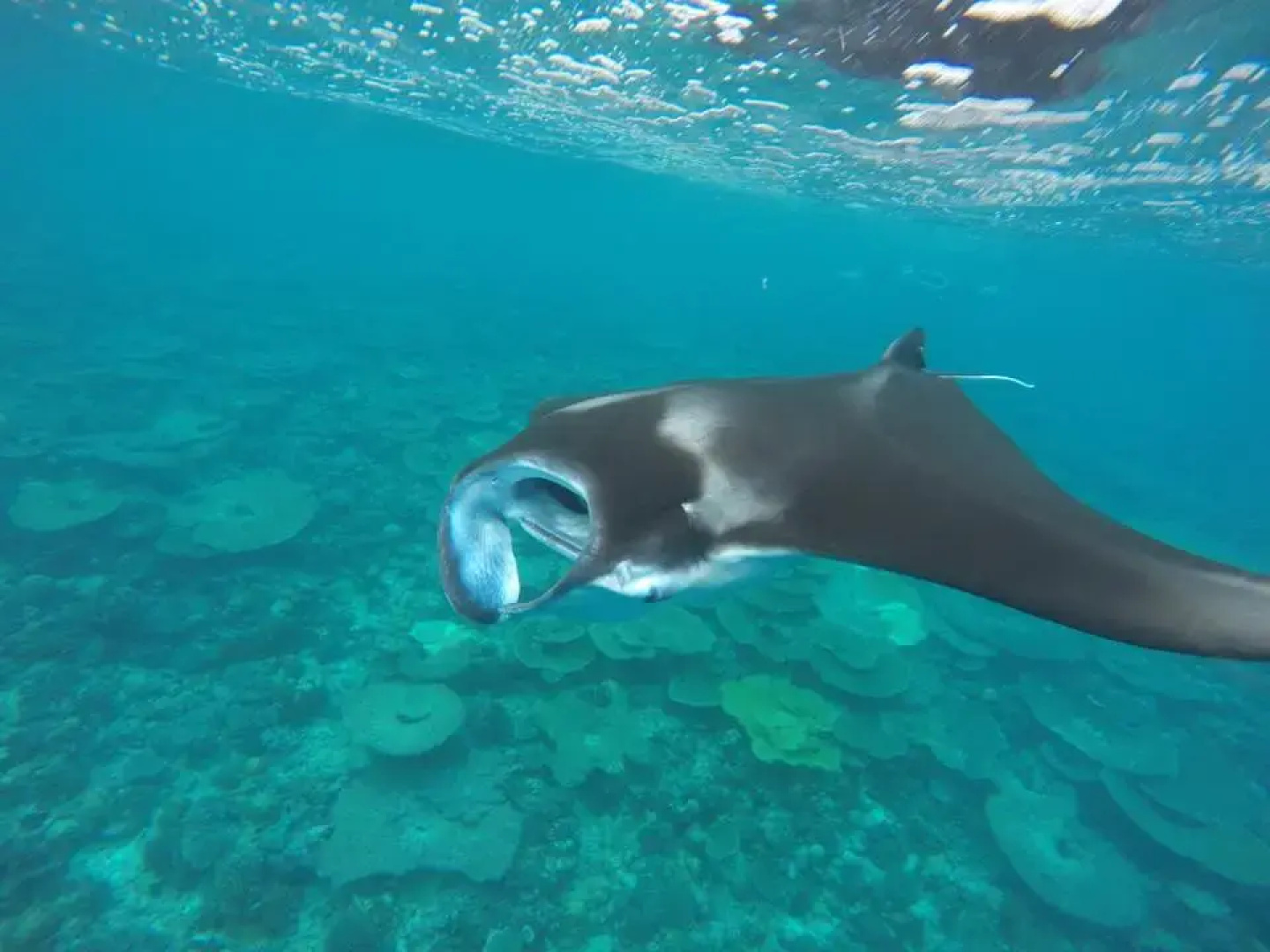 Гостевой Дом Holiday Cottage Maldives