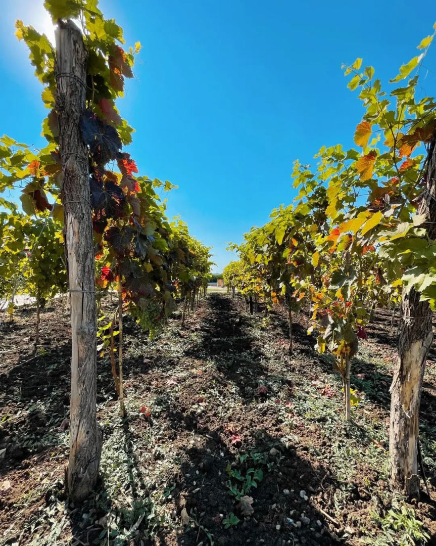 Отель Сhateau white flags