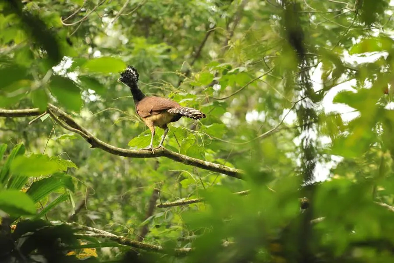 Отель Casa Drake Lodge