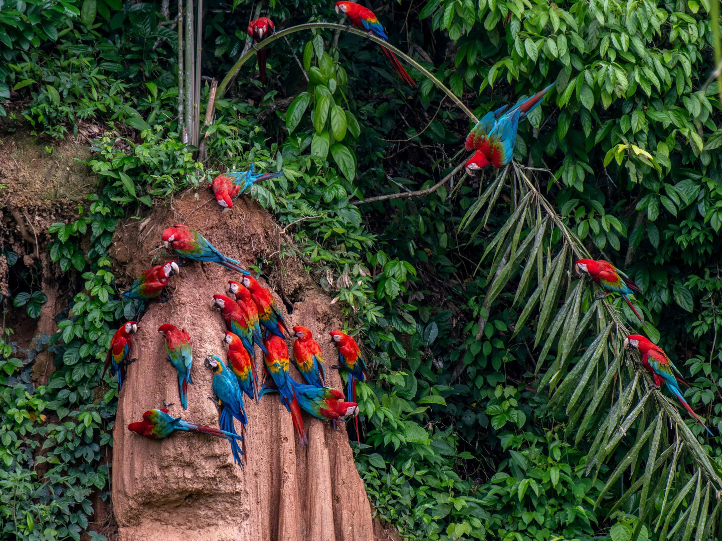 Отель Refugio Amazonas