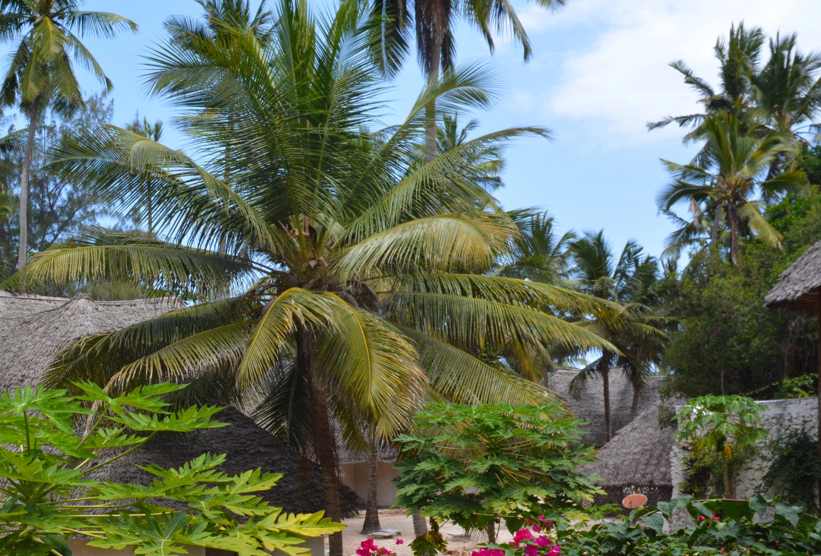 Отель Coral Reef Zanzibar
