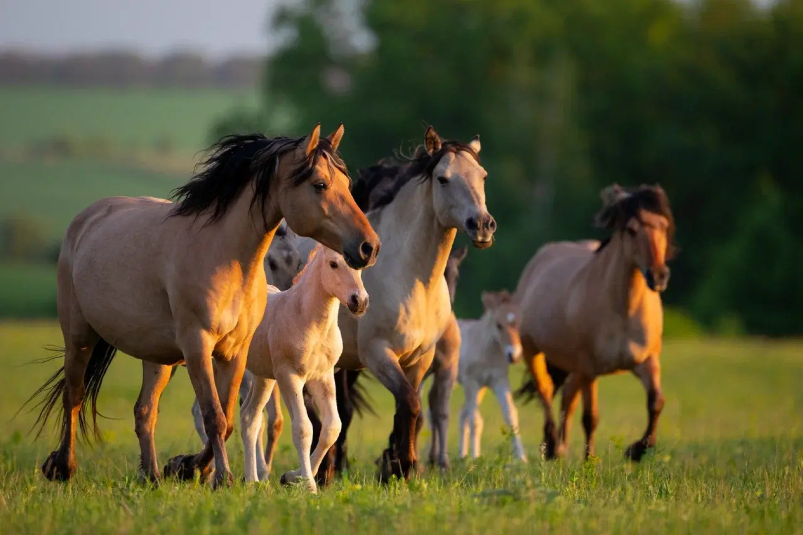 Природный Парк Олений