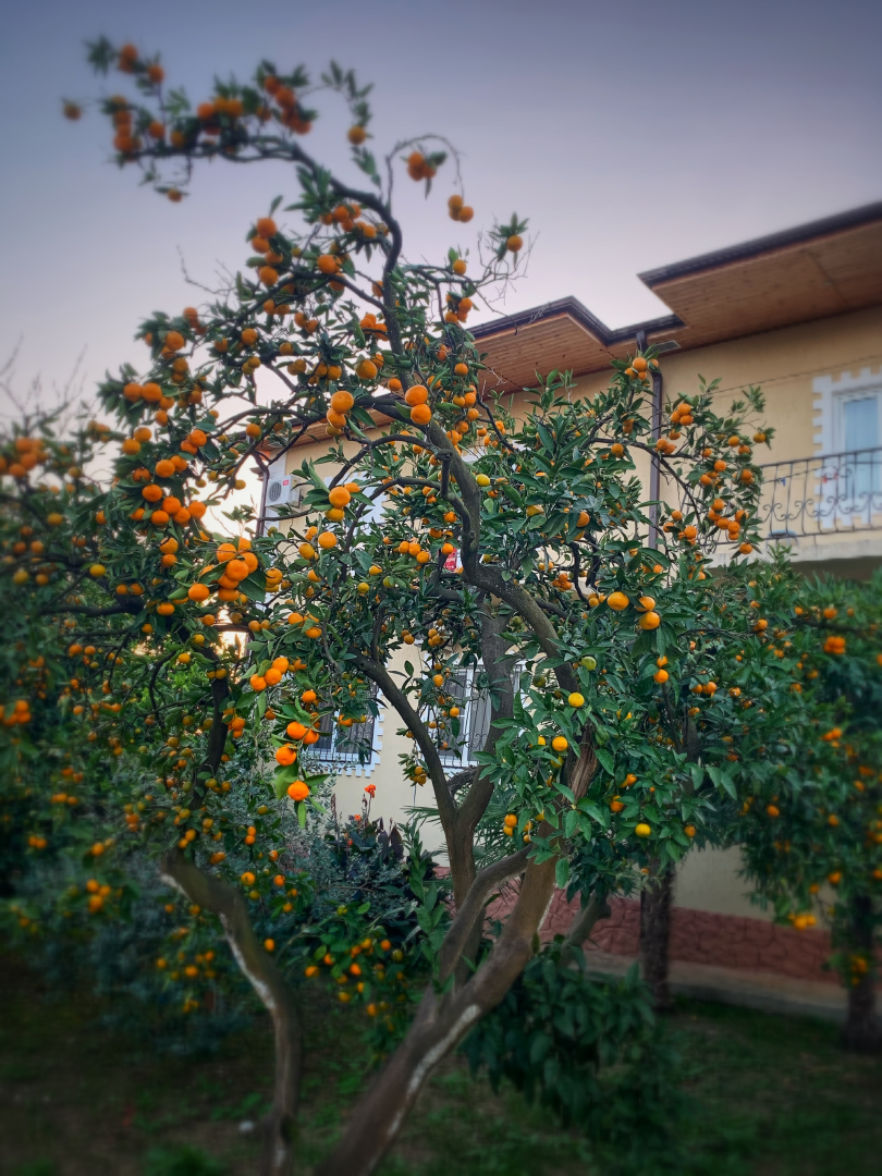 Гостевой дом Дивный Сад