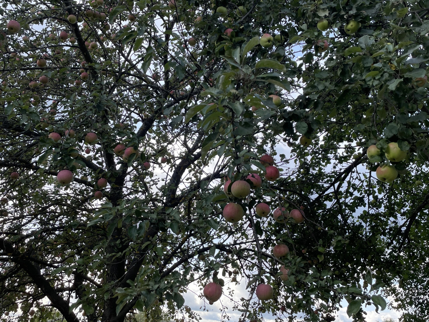 Гостевой Дом с Бассейном