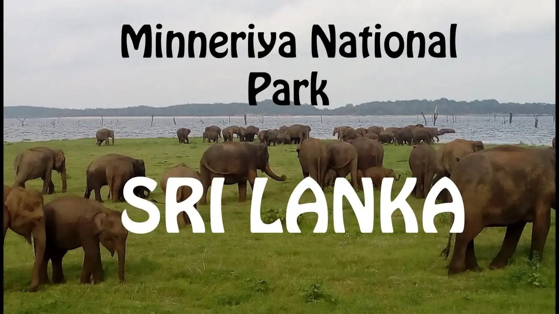 Отель Hasthi Resort Habarana