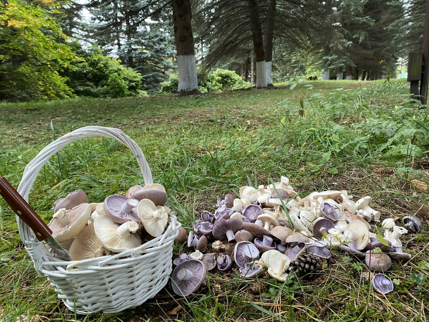 Санаторий Озон