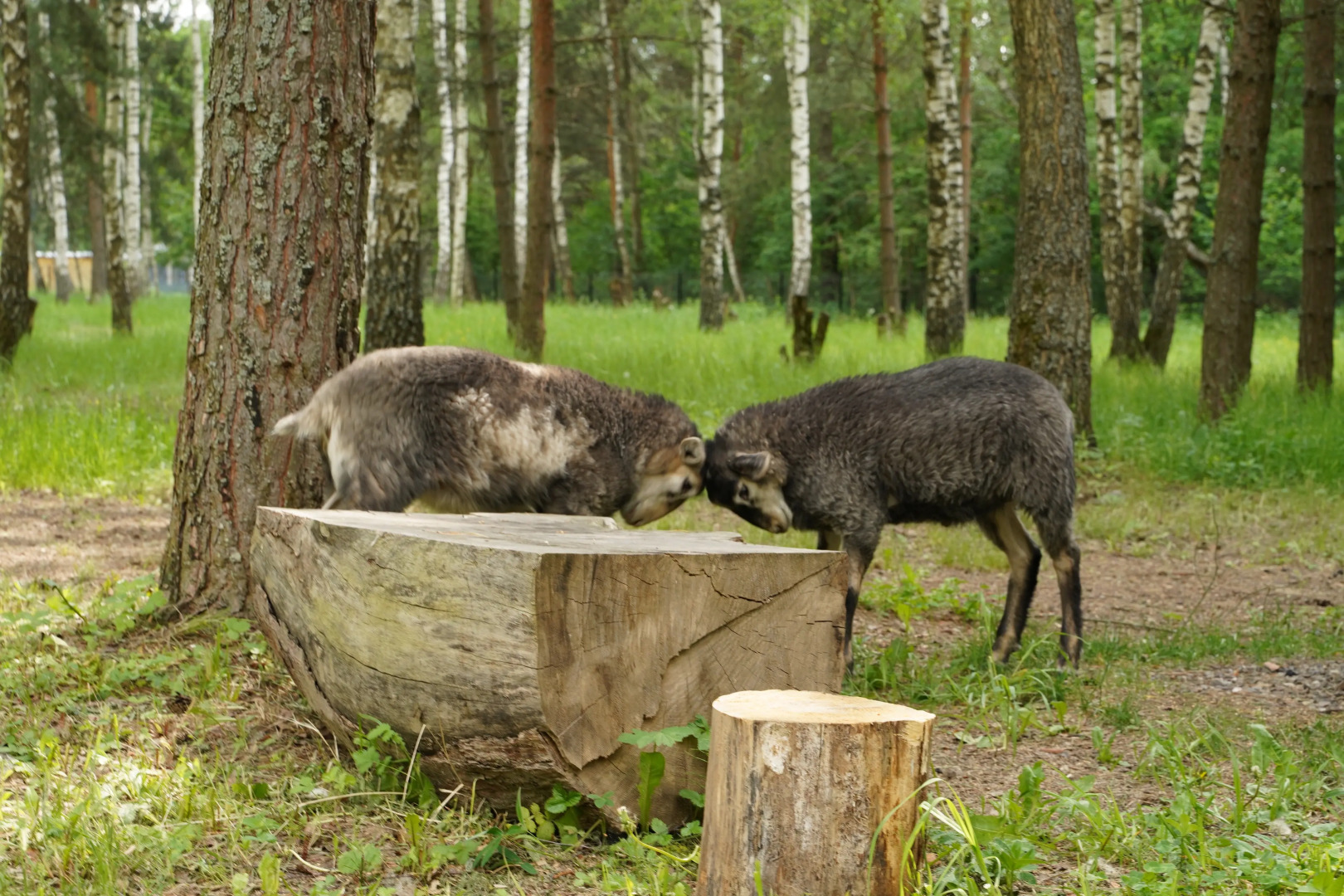 Частный дом В лесу на миниферме