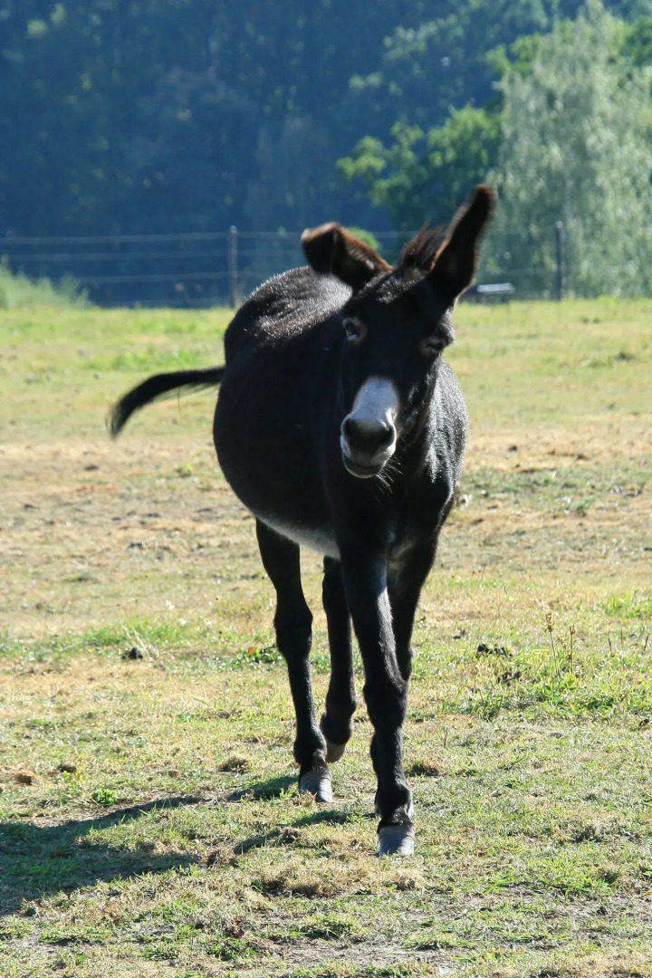 Отель Resort Stein