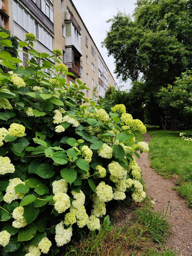 Апартаменты у Луизы