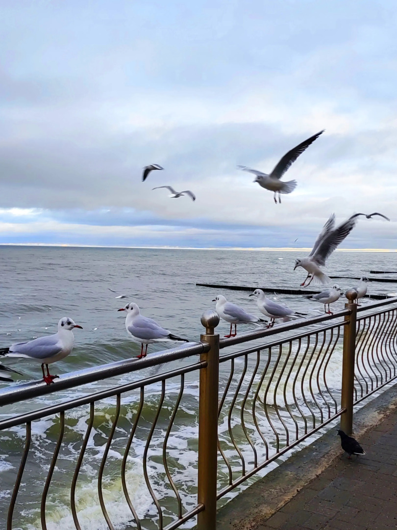 Tour de Cranz Уютная Квартира с Большим Балконом