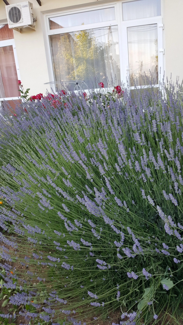 Гостевой Дом Роза Ветров