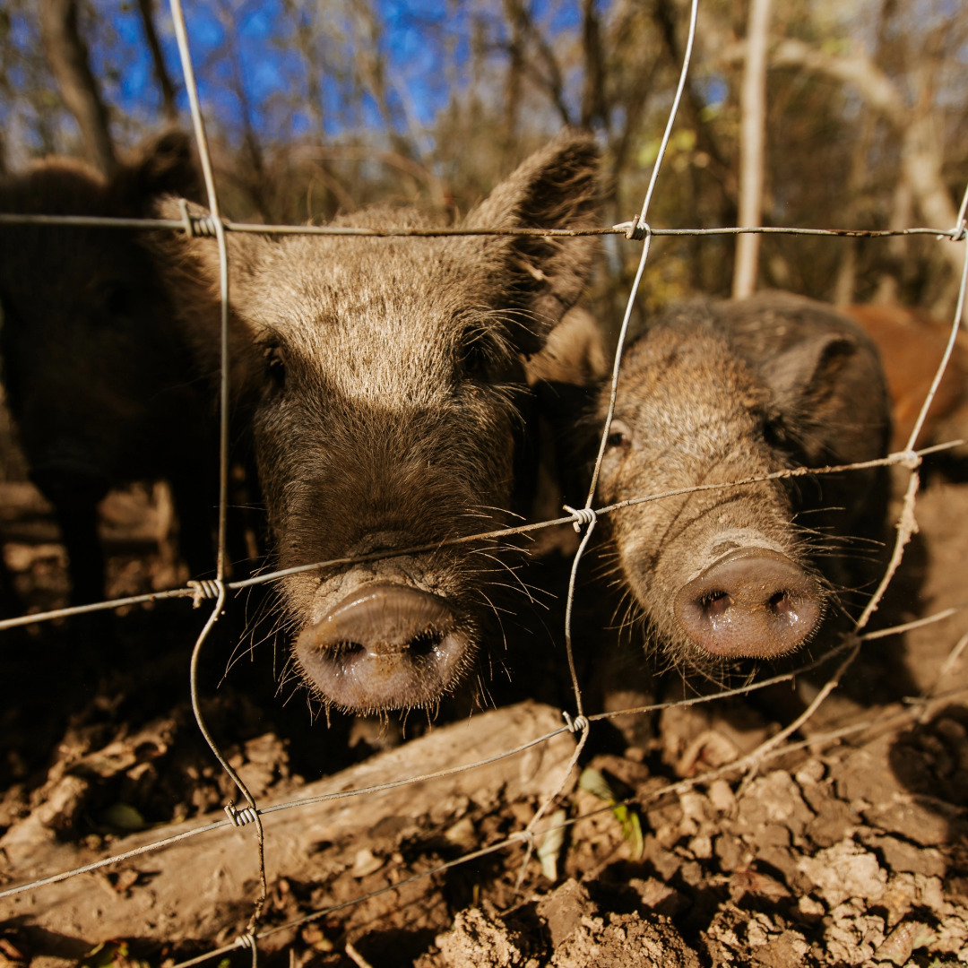 База отдыха Агротуристический комплекс Эль Ранчо