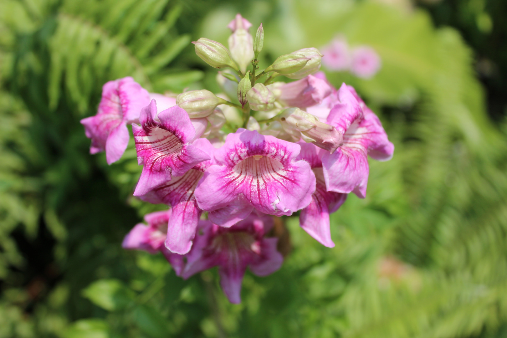 Мини-Отель Whiteelephant Resort