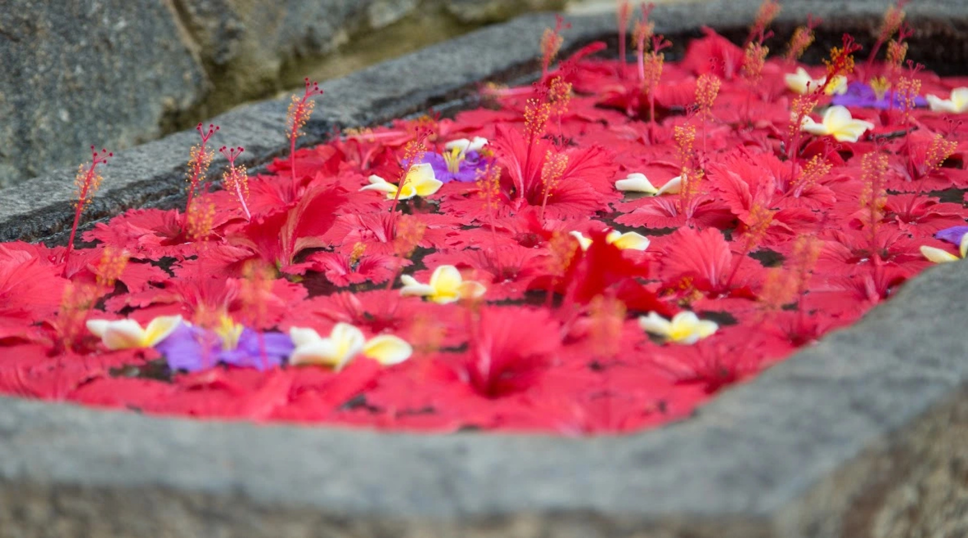 Отель Roman Lake Ayurveda Resort