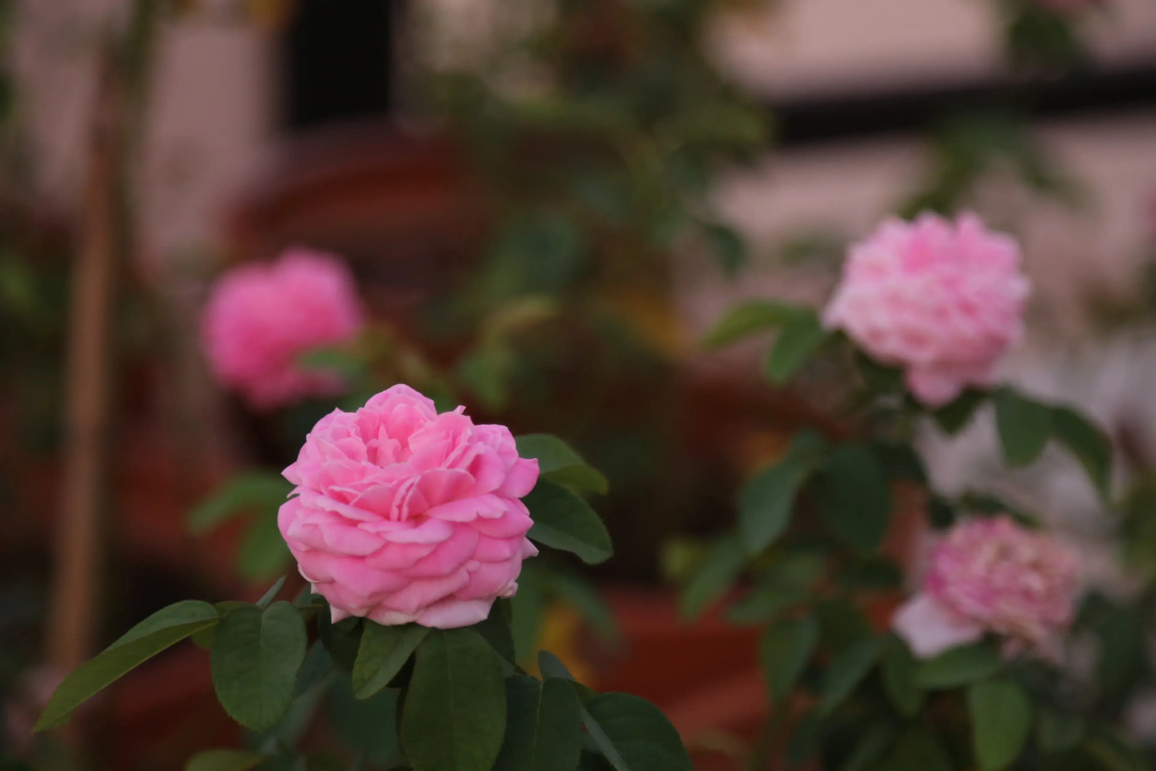 Отель Emirsoy Harası