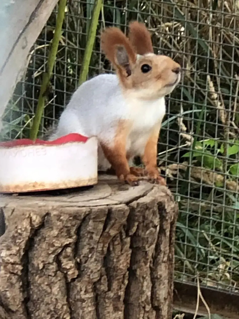 Замок La Ferme de Reve