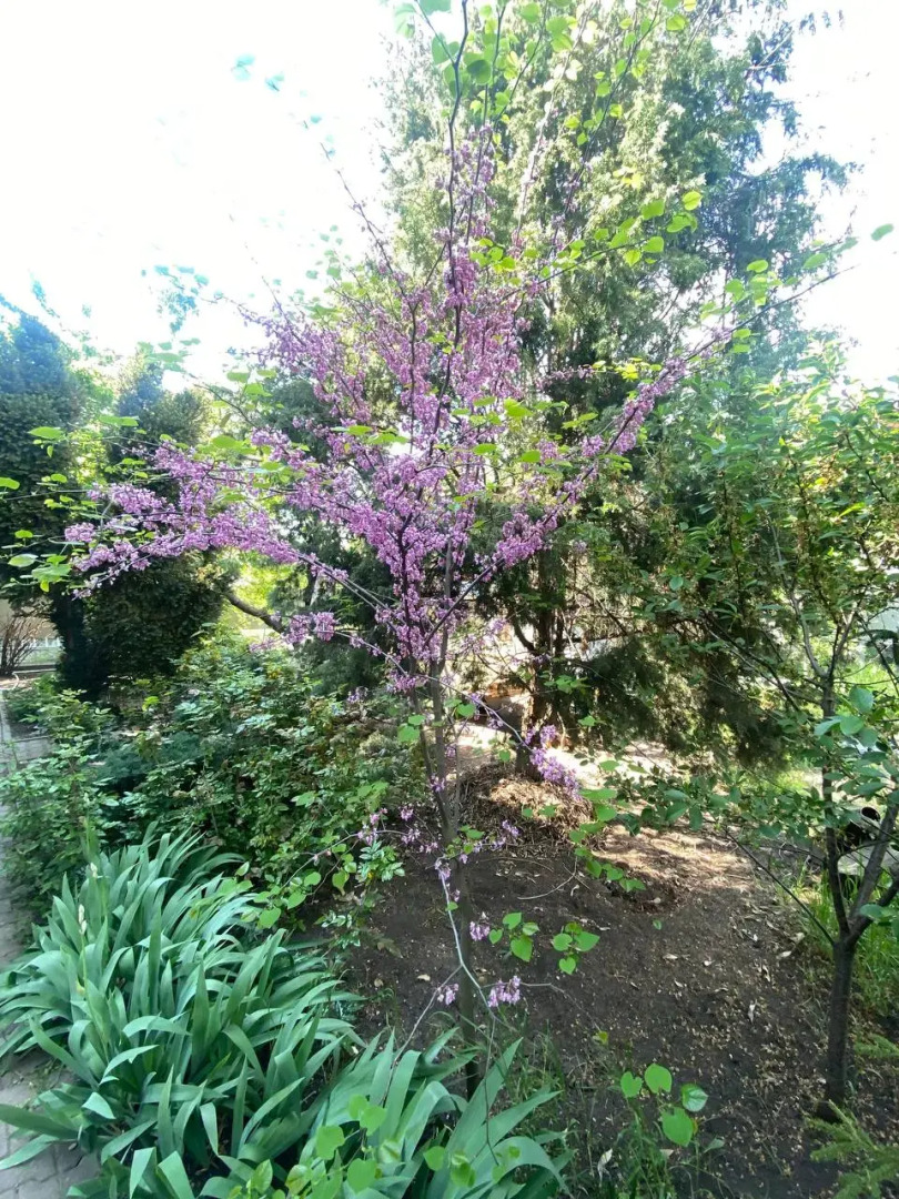 Частный дом с садом и бассейном