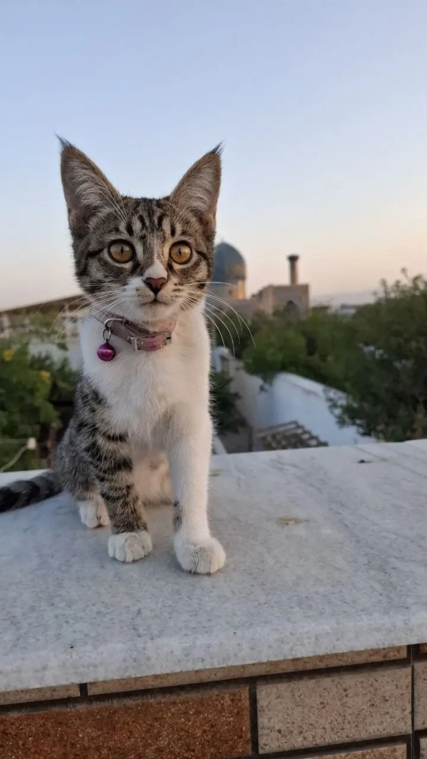 Гостевой дом Sardor