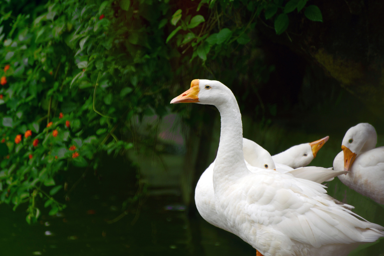 Отель Eco Gardens Resorts