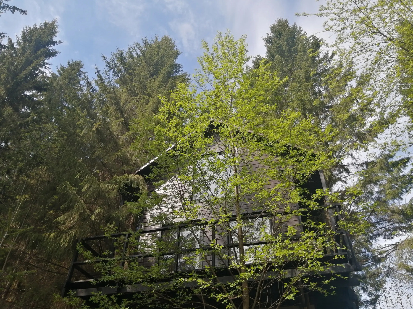 Глэмпинг Опушка Дом среди деревьев