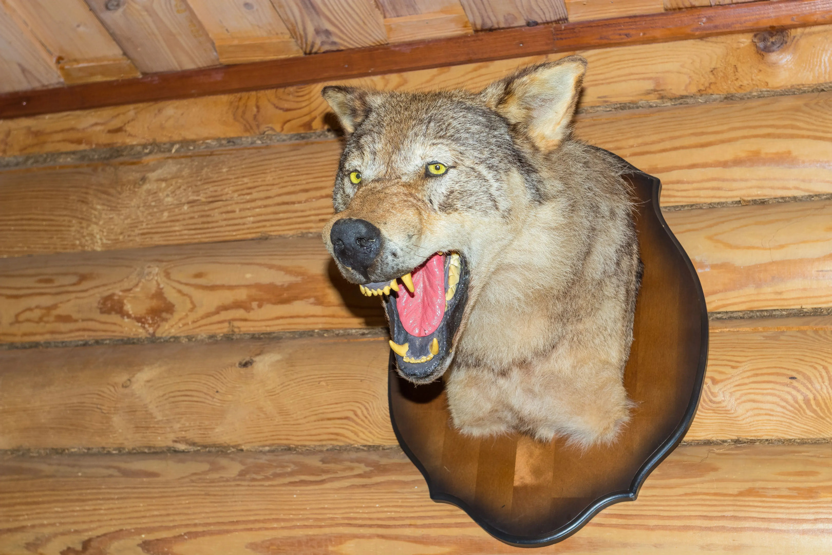 Гостевой Дом Лесниково