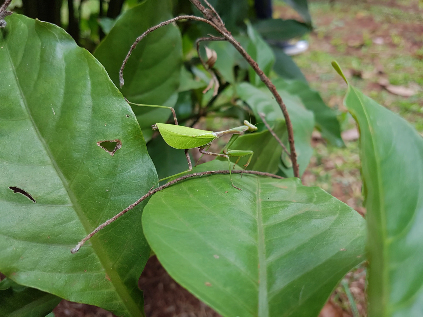 Гостевой Дом Casa Yaguarete