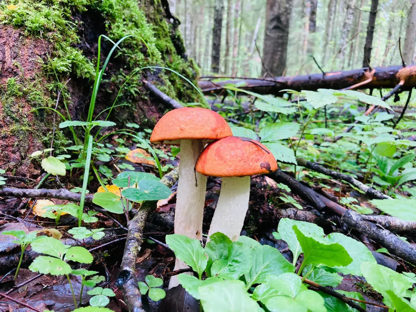 Кемпинг Three poplars by VL