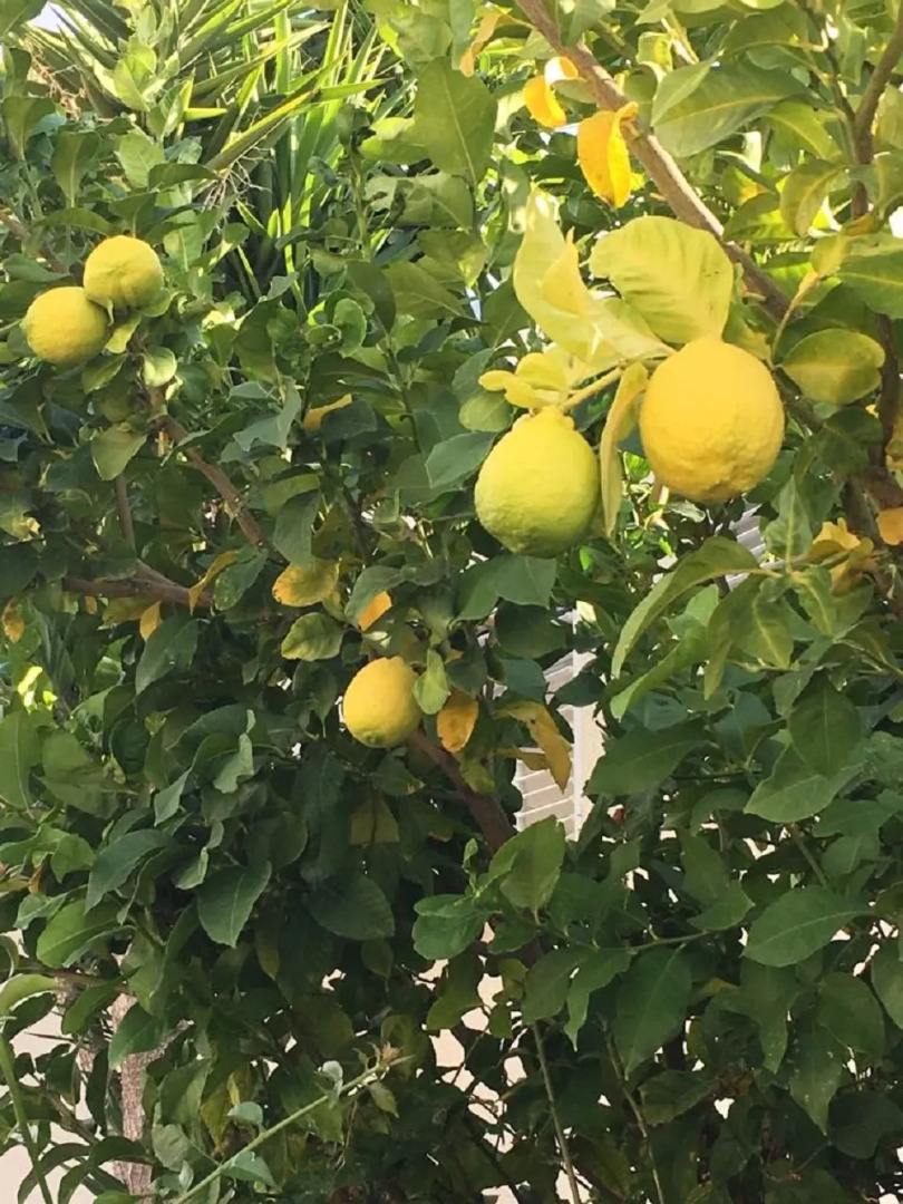 Апартаменты в Като Пафос