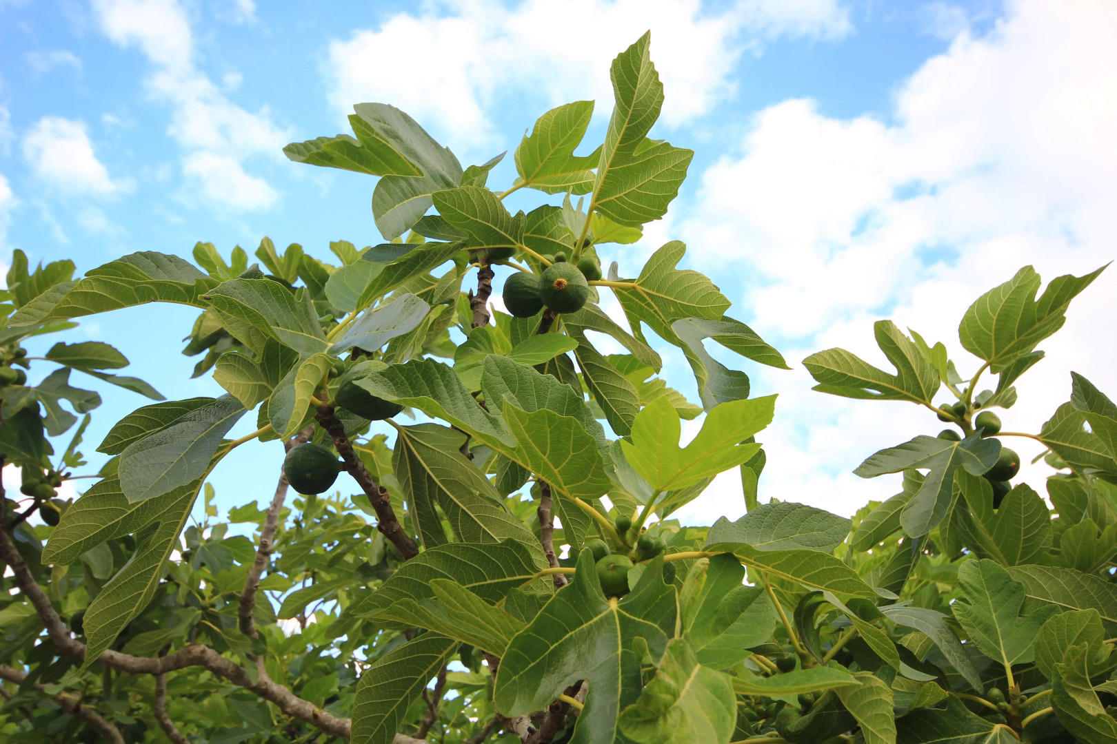 Гостевой дом Villa Diana