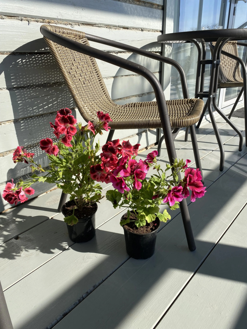 Меблированные комнаты Villa Viola