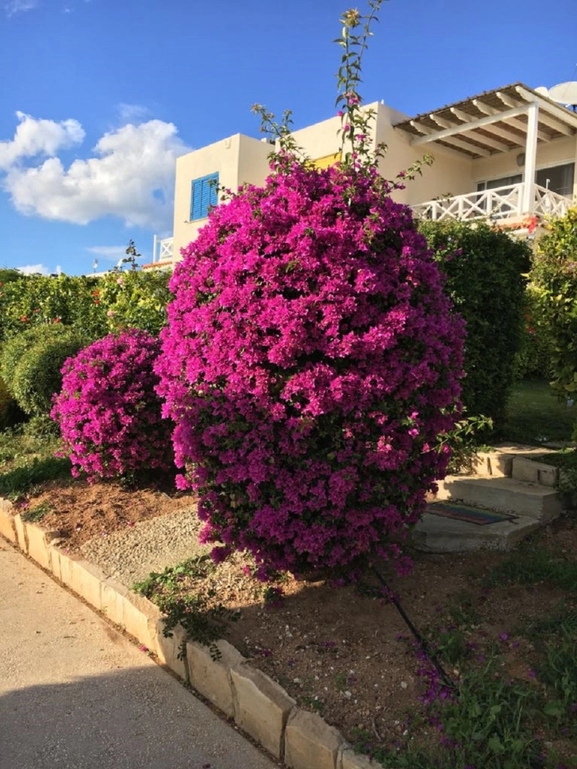 Апартаменты в Като Пафос