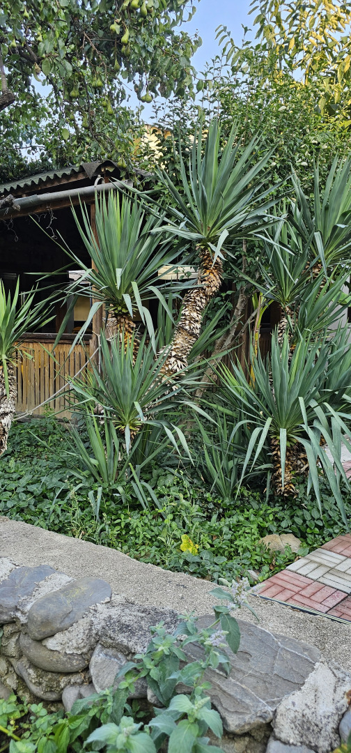 Гостевой Дом Янаки